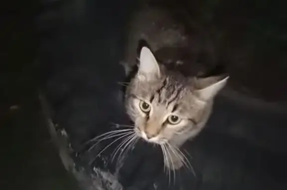 Найденные животные Ачинск, фото: Найдена кошка, Ачинск, ул. 30