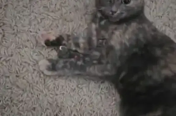 Кошки потеряшки, Нижневартовск, фото: Потеряшка кошка, Северная 118, Нижневартовск