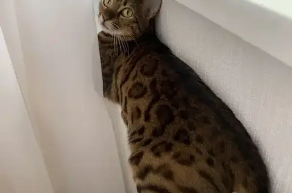 Пропала бенгальская кошка, Дмитрия Неаполитанова, 36