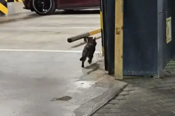 Кошка найдена: Аметьевская магистраль, 18 к2