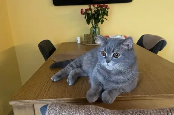 Кошки потеряшки, Токсово, фото: Потеряшка кошка, Трамплинная 15, Токсово