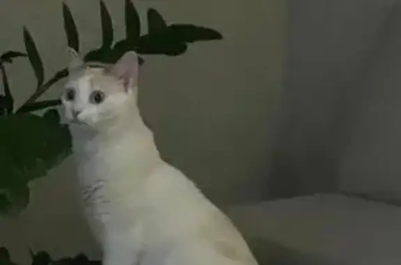 Кошки потеряшки, Березовка, фото: Потеряшка кошка, Школьный пер., Берёзовка