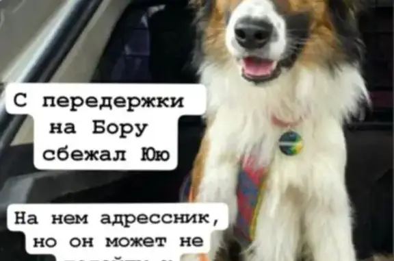 Собаки потеряшки, Бор, фото: Потеряшка собака на ул. Чайковского, 4, Бор