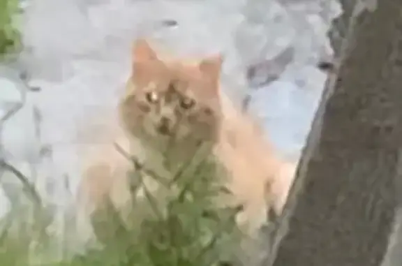 Кошка найдена на Липовой аллее, Москва