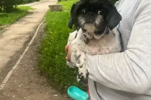 Собака найдена: ул. Михеева 10, Тула