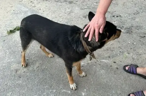 Собака найдена: ул. Рокоссовского, 60