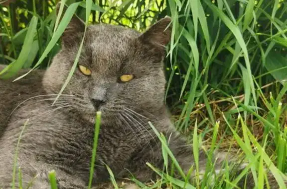 Найдена кошка, Нижегородская область, фото: Кошка найдена в Чернухе, Нижегородская обл.