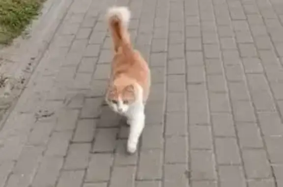 Найденные животные Тверь, фото: Найдена кошка, Тверь, Степана Разина 7