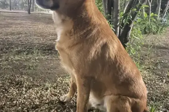 Собака найдена на пл. Ленина, Чита