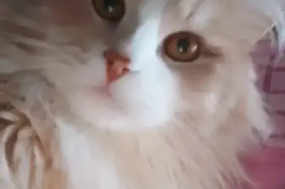 Пропала кошка, ул. Урицкого, 10, Ярославль