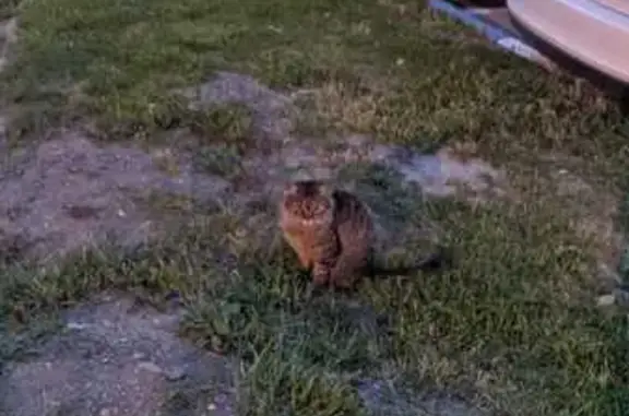 Найдена кошка, Пушкино, фото: Найдена кошка, Пушкинское шоссе 4