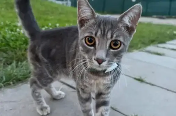 Найдена кошка, Краснодарский, фото: Кошка найдена, ул. Россинского, 61, Крдр