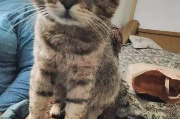 Пропала кошка, 4-я Меланжевая, 2, Иваново
