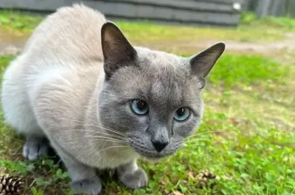 Найдена кошка, Раздольевское, фото: Найдена кошка, 41К-159, Раздольевское СП