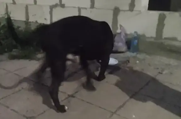 Собака найдена, Красносельская ул., Калининград