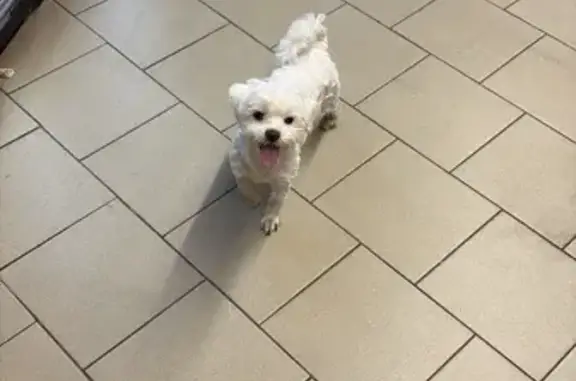 Найдена собака, Новое Девяткино, 75 к4