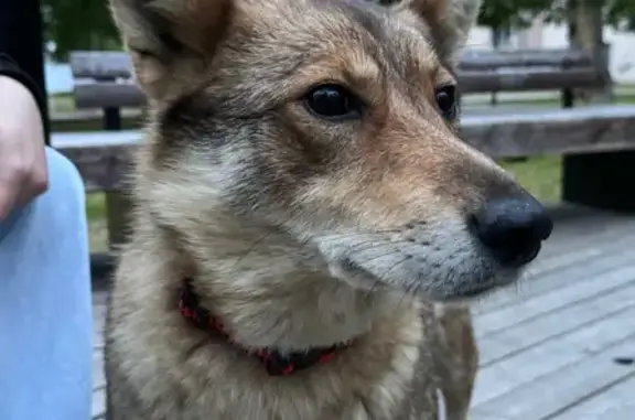 Собака найдена на ул. Терёхина, Архангельск