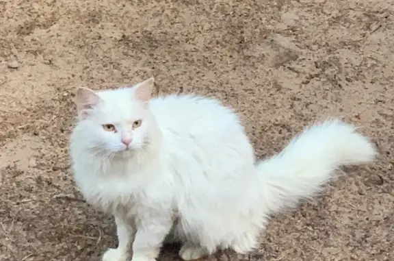 Найдена кошка, Приморское, фото: Кошка в опасности, Приморское шоссе