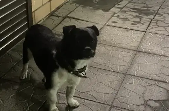 Найдена собака, Ростов-на-Дону, фото: Собака найдена на Творческой, 5, Ростов-на-Дону