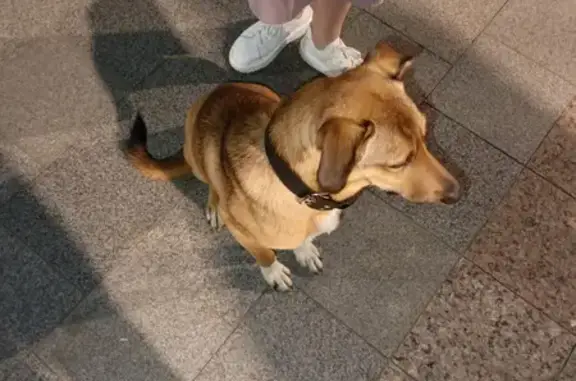 Найденные животные Кострома, фото: Собака найдена: Сусанинская пл., Кострома