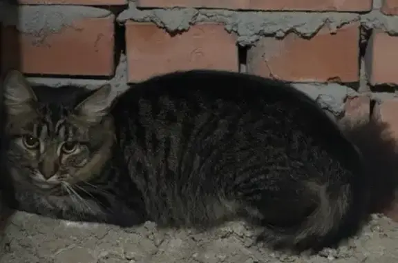 Найденные животные Чебоксары, фото: Кошка найдена, ул. Фёдора Гладкова, Чебоксары