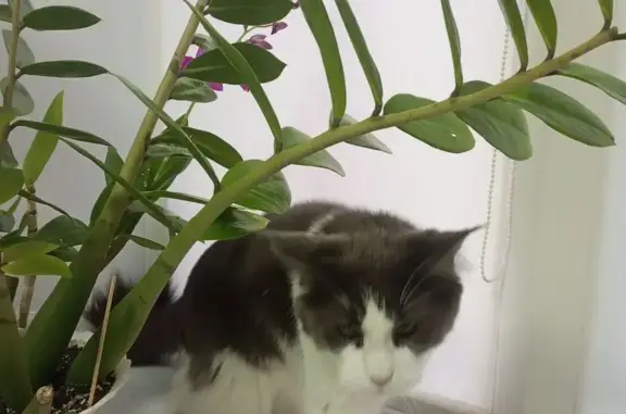 Кошки потеряшки, Комсомольск-на-Амуре, фото: Потеряшка кошка, пр. Победы 22/9, Комсомольск-на-Амуре