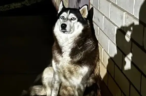 Пропала собака, Элиста, Калмыкия