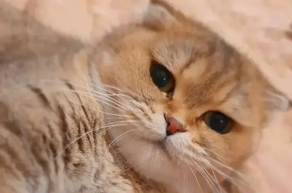 Пропала кошка, ул. Толстого 61, Чиркей