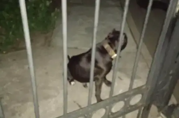 Собака найдена: Саратовская ул. 51, Калининград