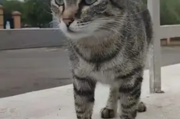 Кошка найдена: Белорусская ул., 7, Чита