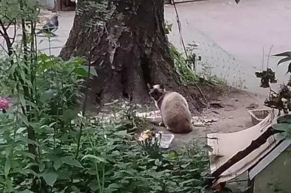 Кошка найдена на Фортунатовской, 18