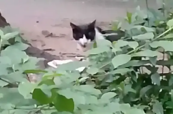Кошка найдена на Фортунатовской, 18