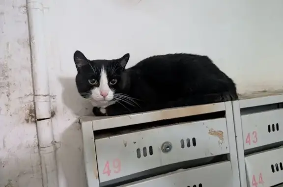 Найденные животные Томск, фото: Найдена кошка, пр. Ленина, Томск