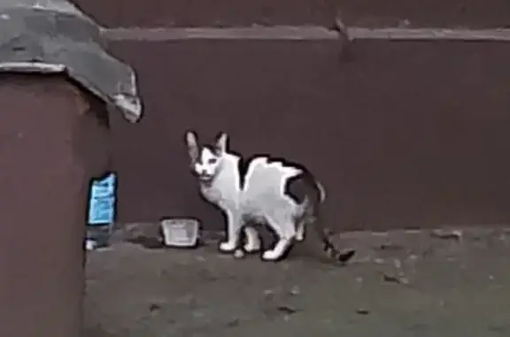 Кошка найдена: Фортунатовская ул., 8, Москва