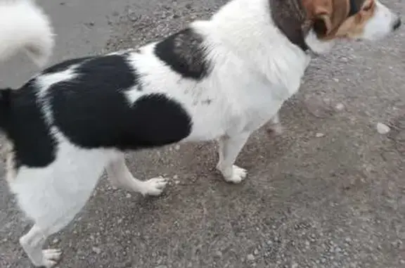 Найдена собака, Лахденпохья, фото: Собака с чипом найдена на Зелёной ул.