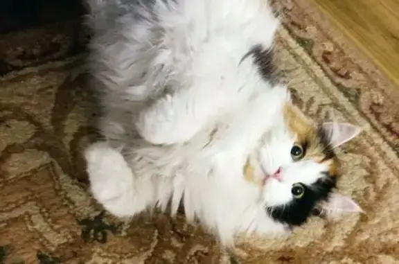 Пропала кошка, Цветочная ул., 5