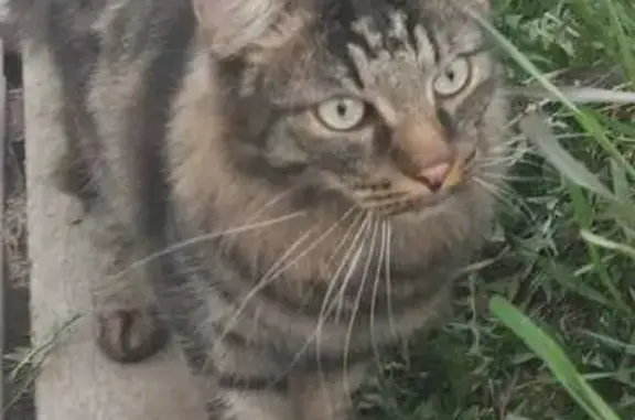 Кошки потеряшки, Баклаши, фото: Потеряшка кошка, Степная ул. 5, Баклаши