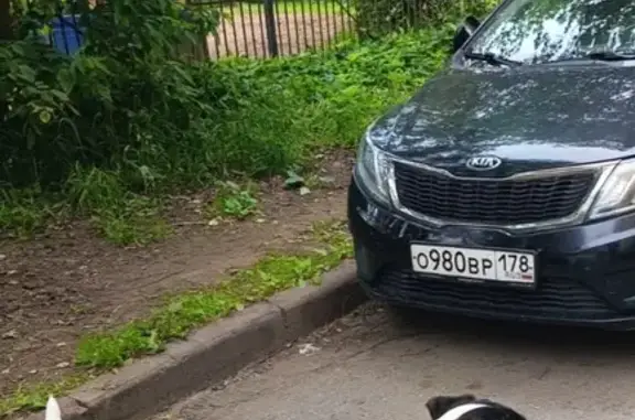 Найдена собака, 31 Новое Девяткино