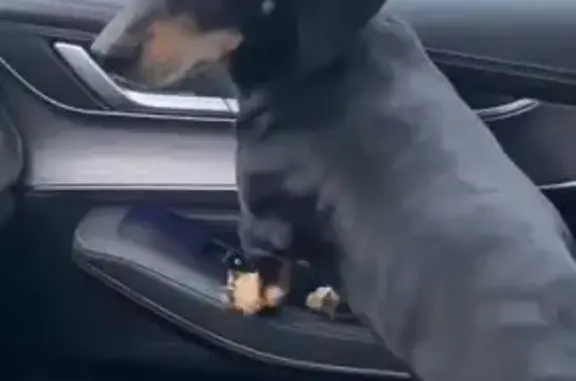 Такса найдена в Казани, Татарстан