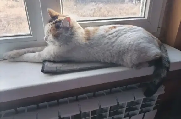 Пропала трёхцветная кошка, Засопка