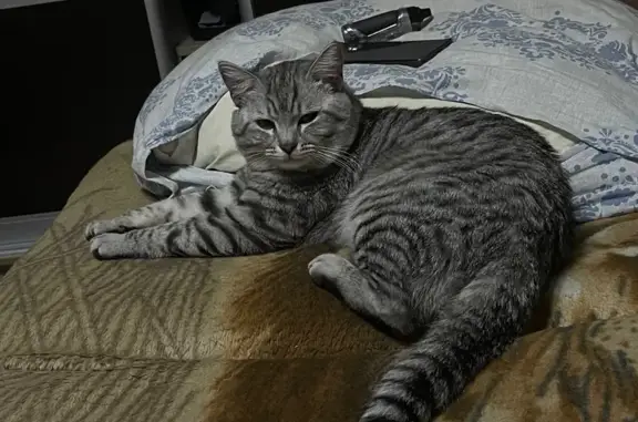 Потерянные животные Самара, фото: Пропала кошка, ул. Советской Армии, 170