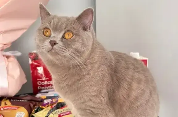 Пропала кошка, Ушаковское с/п, Иркутск