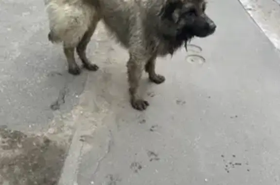Найдена собака, Загорянский, фото: Собака найдена, ул. Калинина, Загорянский