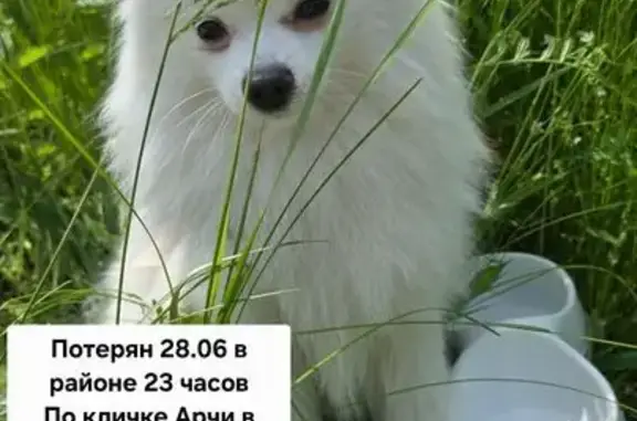 Пропал шпиц, Аральская 1Б, Красноярск
