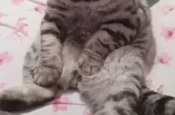 Кошки потеряшки, Ишимбай, фото: Потеряшка кошка, ул. Академика Павлова 14