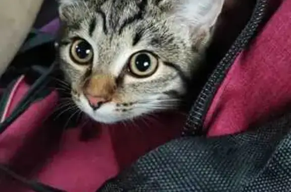 Потерянные животные Томск, фото: Пропал котёнок, Яковлева 2/1, Томск