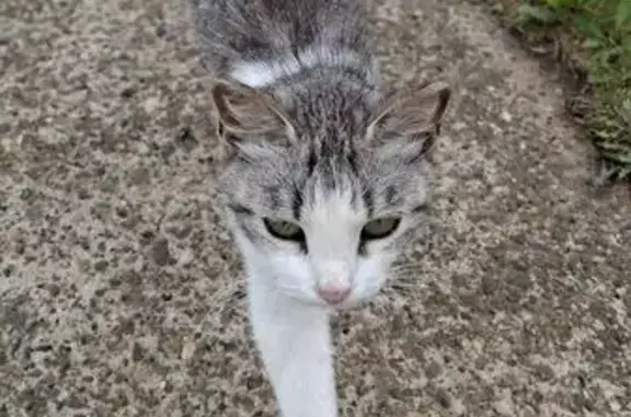 Найдена кошка, Нефтекамск, фото: Ласковая кошка найдена, Российская ул.