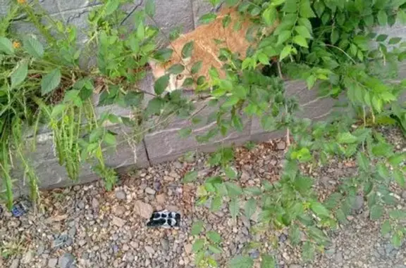 Кошка найдена: Новобульварная, 5, Чита