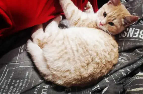 Кошки потеряшки, Волгодонск, фото: Потеряшка кошка, ул. 30 лет Победы, 5