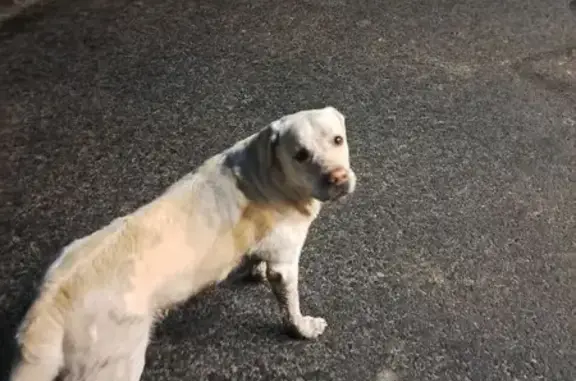 Найдена собака, Большое Чаусово, фото: Лабрадор найден: Весенняя ул., Большое Чаусово